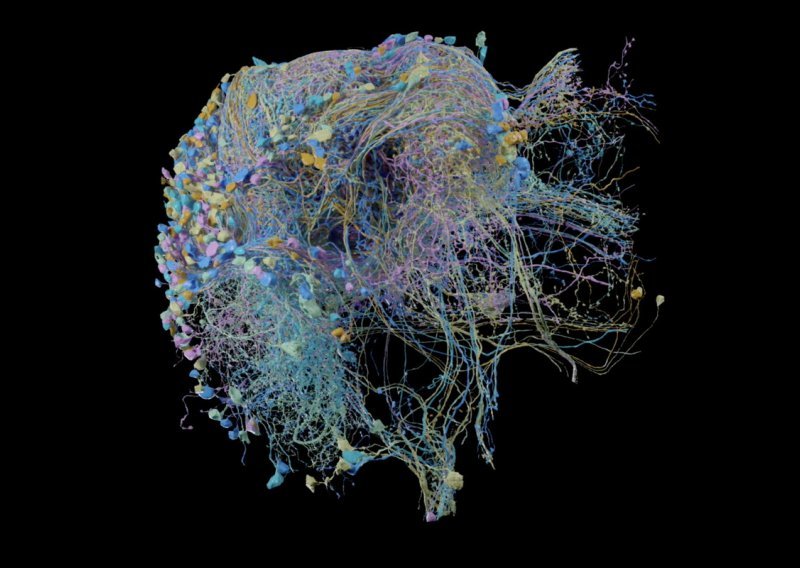Google je upravo objavio najsloženiju digitalnu mapu veza unutar mozga