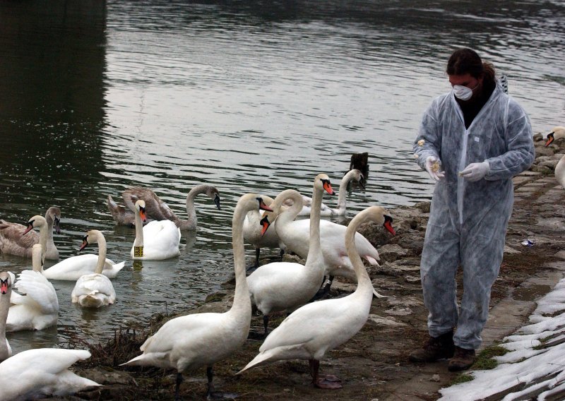 Ptičja gripa ponovno se pojavila u Europi, stručnjaci objašnjavaju kako spriječiti širenje zaraze, a poduzetnici postoji li panika od nje