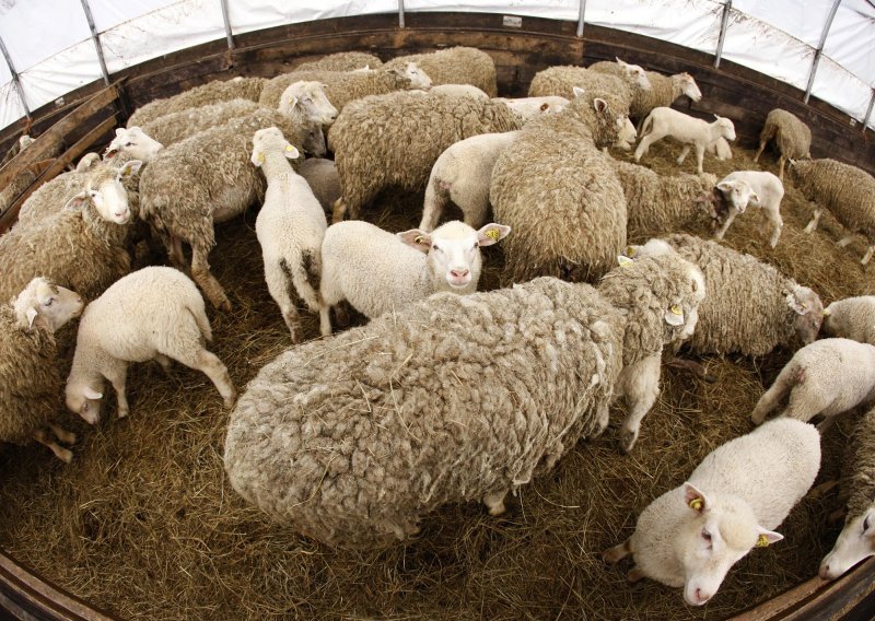 Usmrćene 404 ovce iz jednog stada