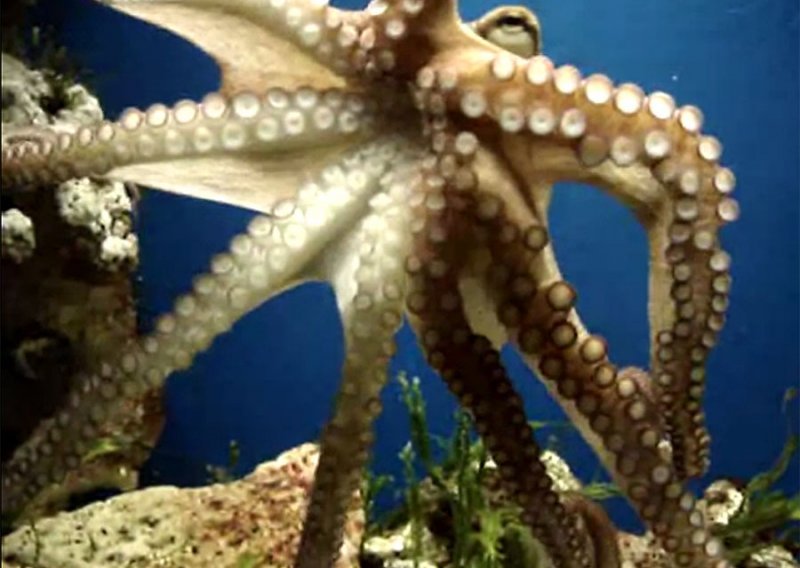 Zašto se krakovi hobotnice nikada ne slijepe?