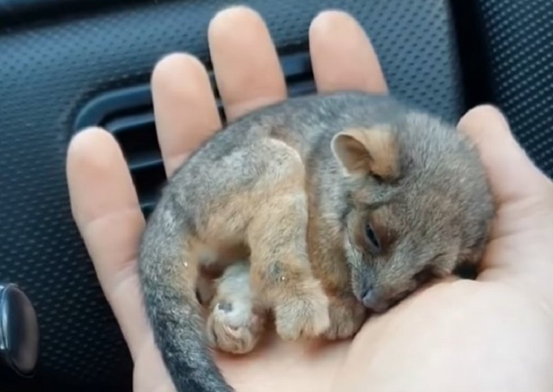 Žrtva australskih požara spasila mladunče oposuma