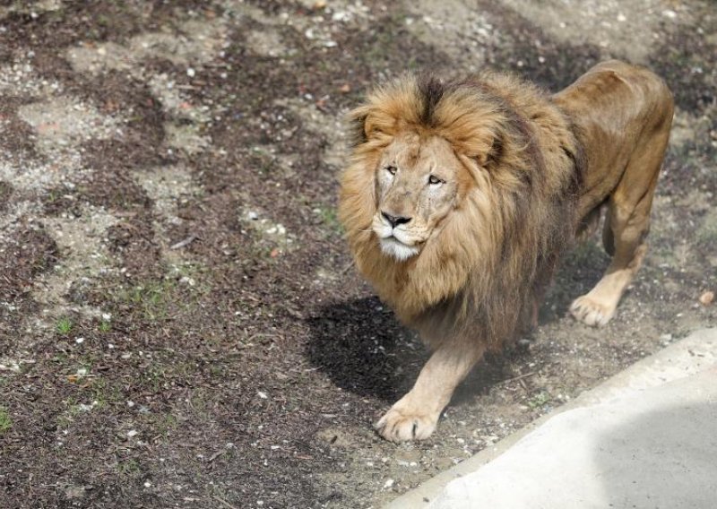 Pogledajte novog stanovnika u ZOO-u Zagreb