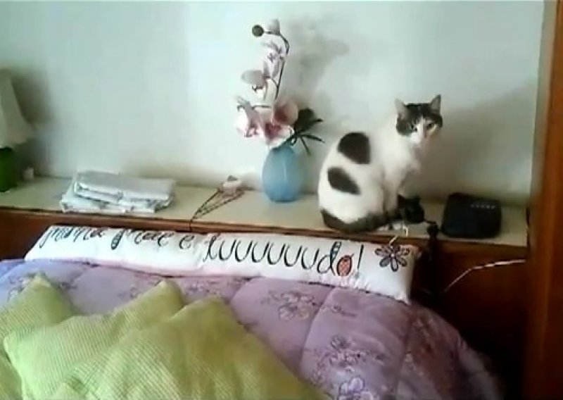 Upoznajte Freda – mačka koji se javlja na telefon