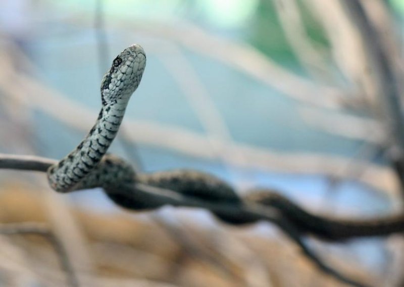 Neviđena najezda zmija u Slavoniji