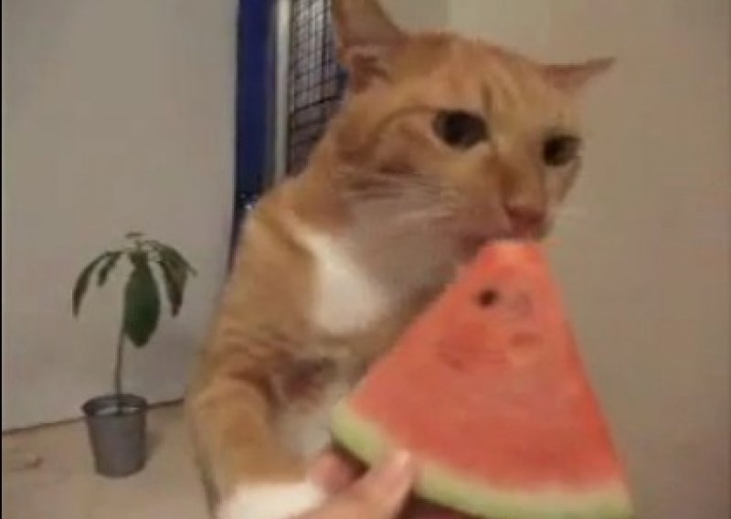 Kakva riba, ova mačka je luda za lubenicom!