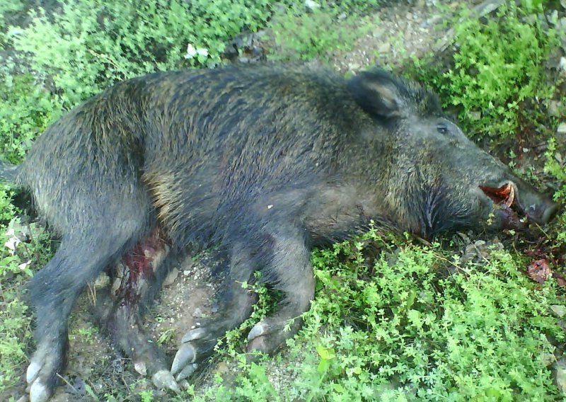 Vepar napao baku pa ga policija izrešetala