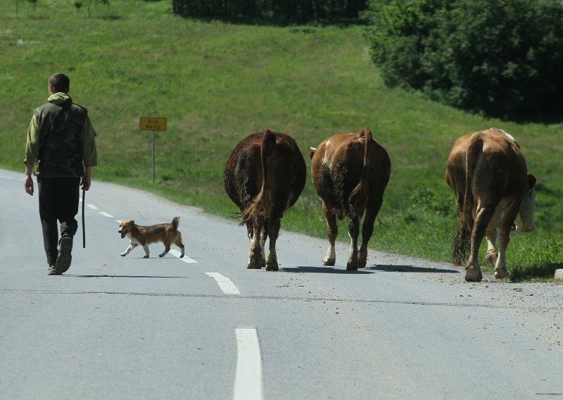 Udruga Život traži hitne mjere za poljoprivredu; isplata poticaja do 15. travnja, oslobađanje plaćanja zakupa....