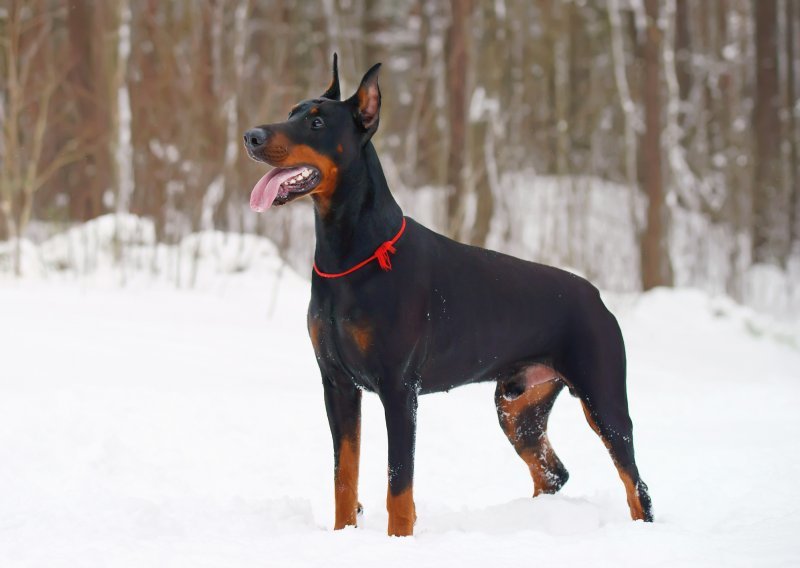 Evo zašto bi doberman mogao biti dobar za vas