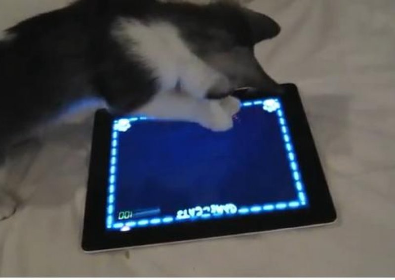 Ovako se mačka igra na iPadu