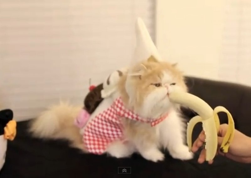 Preslatki mačak obožava jesti banane