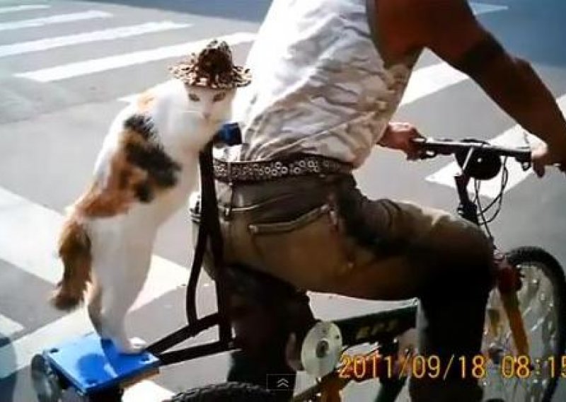 Pogledajte mačku koja se vozi na biciklu