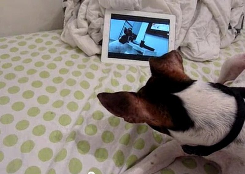 Pas plače jer gleda sebe kako plače dok gleda film