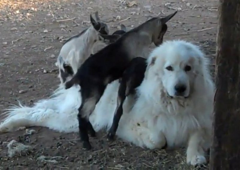 Male koze se penju na strpljivog psa