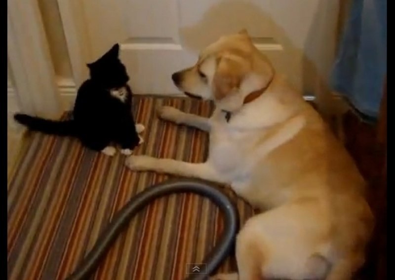Pogledajte kako se mačić i labrador igraju
