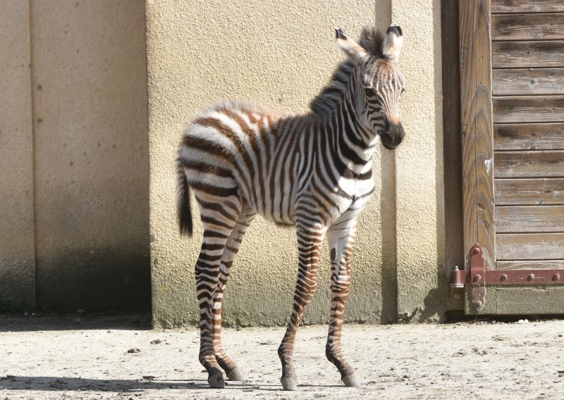 Ljubavi i strasti nije nestalo: Zagrebačke zebre u Maksmiru se osjećaju kao kod kuće