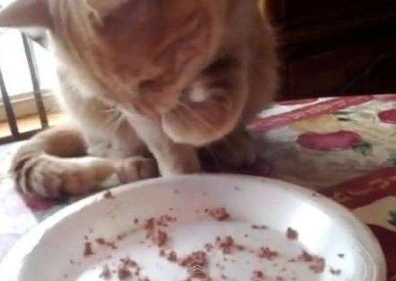 Ova mačka jede kao čovjek