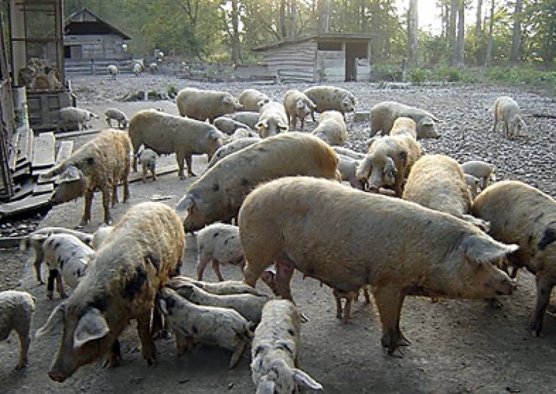 Veterinari zapovjedili još jedno klanje turopoljske svinje