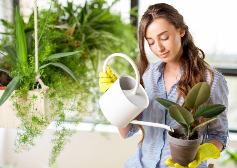 Želite li uljepšati izgled svog doma ovim efektnim biljkama, sigurno nećete pogriješiti