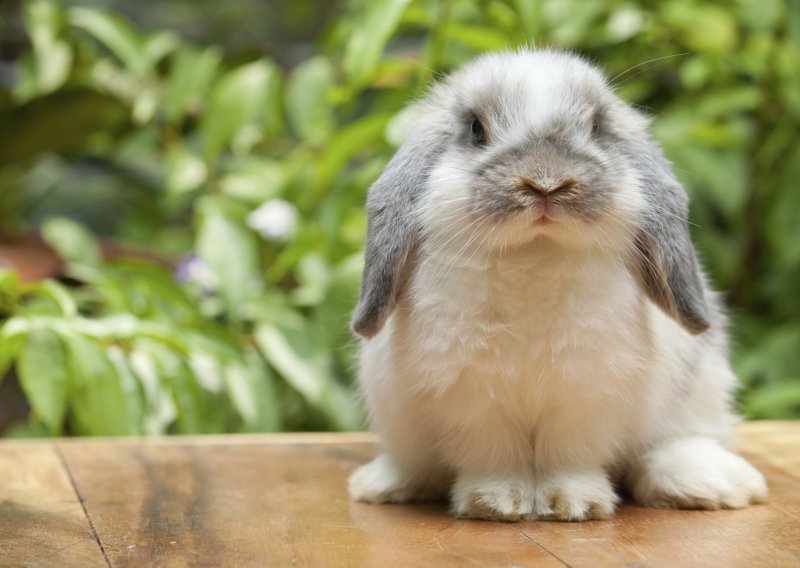 Jeste li znali da zečevi obožavaju lubenice?