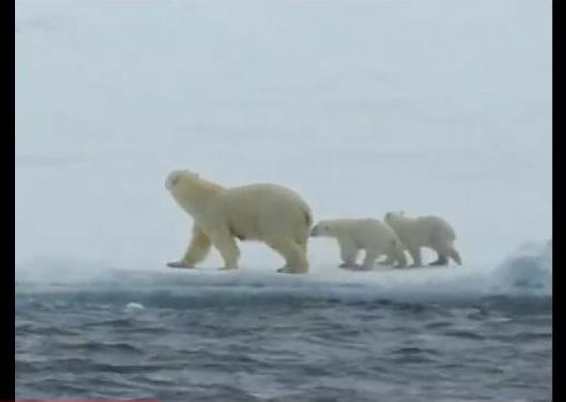 Polarni medvjedić zvao mamu upomoć