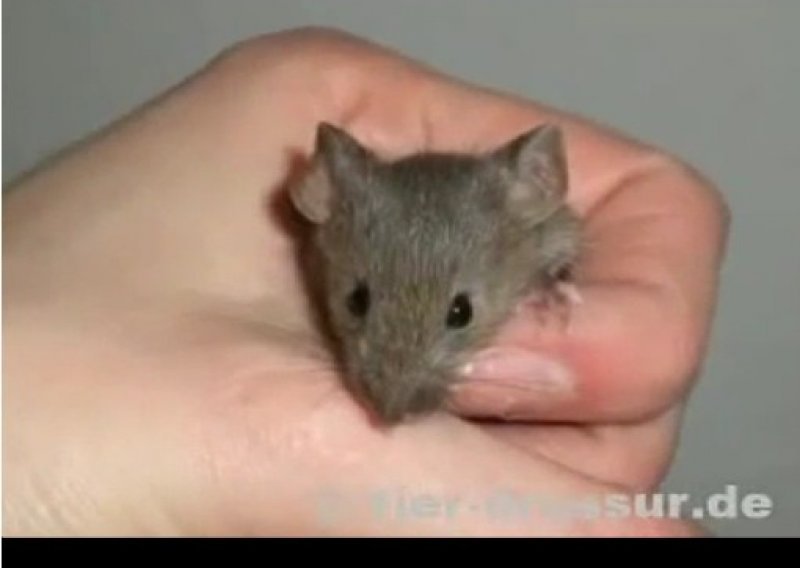 Upoznajte najpametnijeg miša na svijetu