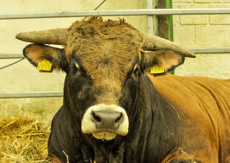 U Hrvatskoj je od lani znatno više goveda, a sve manje svinja i ovaca