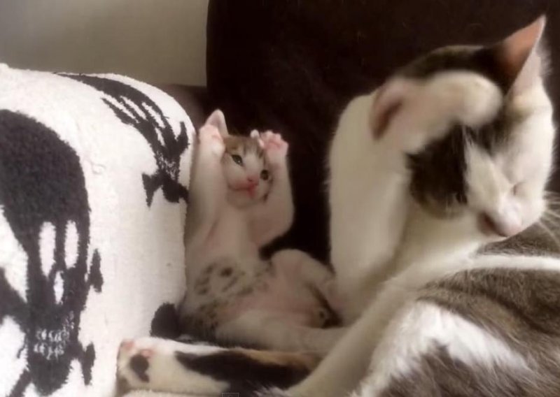 Mačić uči osobnu higijenu od mame
