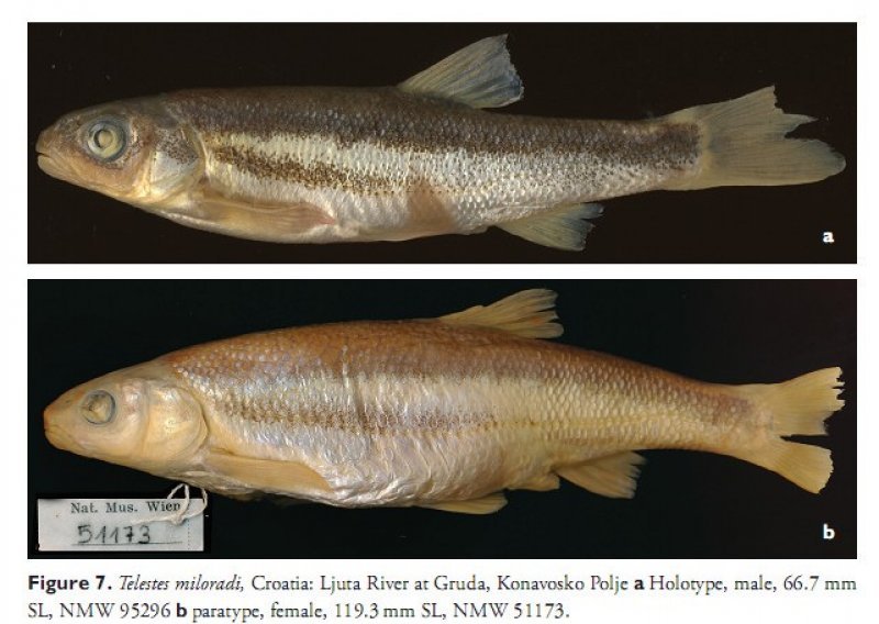 Otkrivene dvije nove riblje vrste u Hrvatskoj!