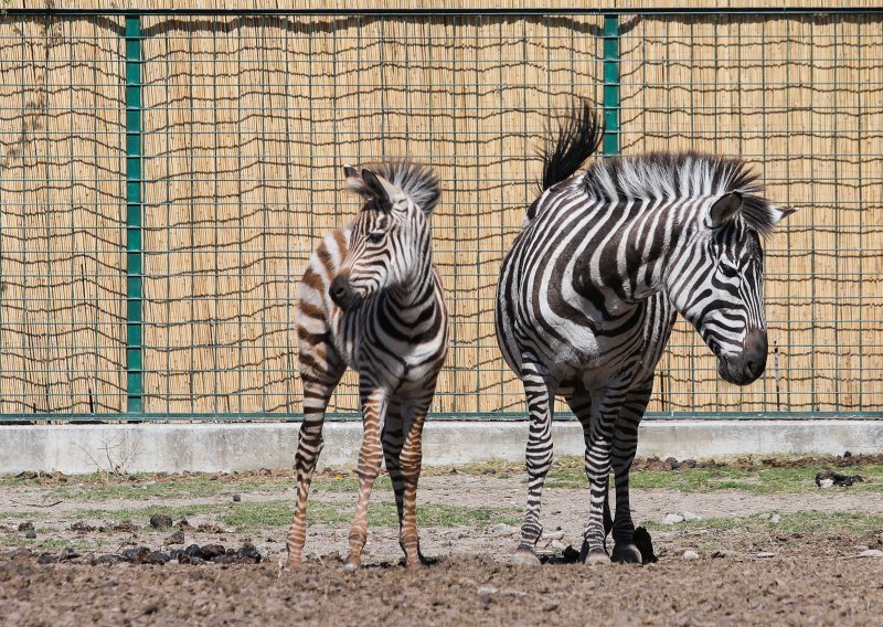 [FOTO/VIDEO] Zoološki vrt grada Zagreba pozvao građane da pronađu ime novoj zebrici