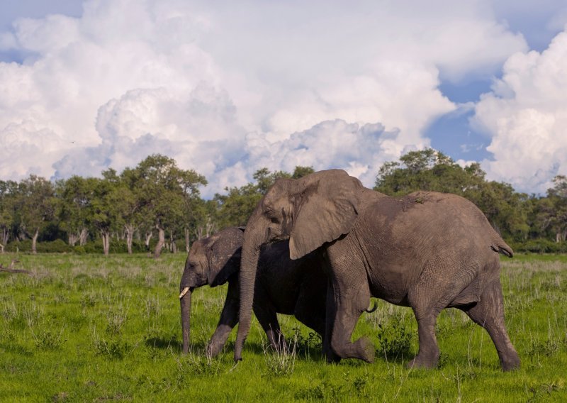 Kenija provela popis divljih životinja, rezultati ohrabruju
