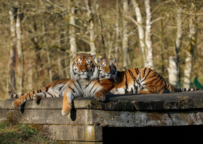 Pogledajte prekrasne vukove, tigrove i lavove britanskog safari parka