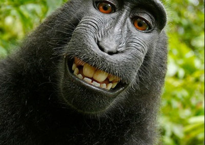 Može li majmun imati pravo na selfie?