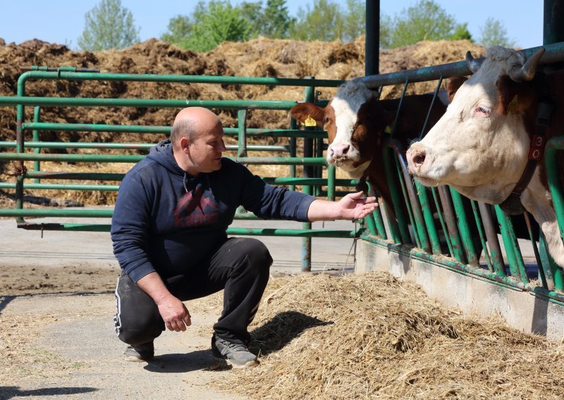 Posjetili smo farmu u Vladislavcima, na kojoj pola posla odrađuje robot; ondje svaka krava ima ime, najproduktivnija je Bobica, mladi i ne pomišljaju na odlazak, a koronakriza ih nije ni takla