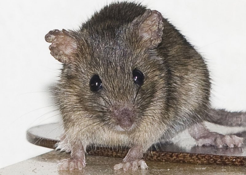 Prijeti epidemija mišje groznice!
