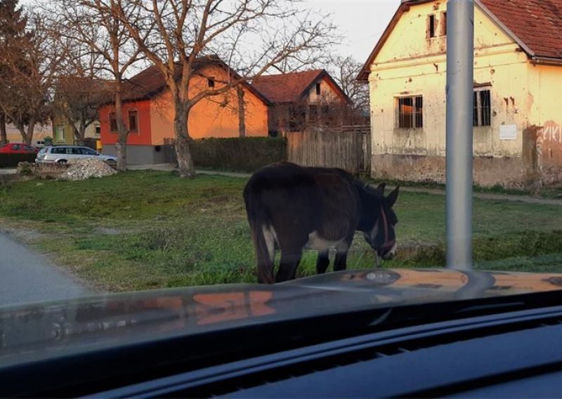 Neobičan sudar; zabio se u magarca koji je istrčao iz kanala; životinja se oporavlja u staji