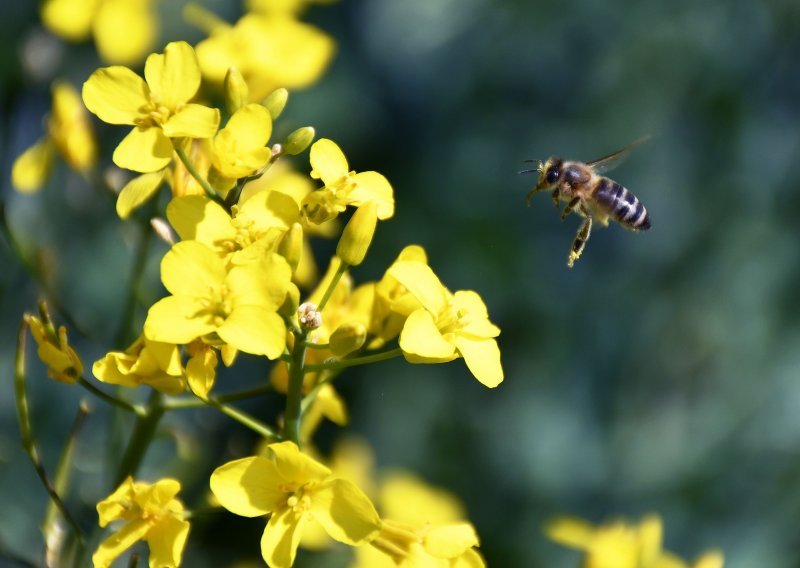 EU želi prepoloviti uporabu pesticida do 2030. godine