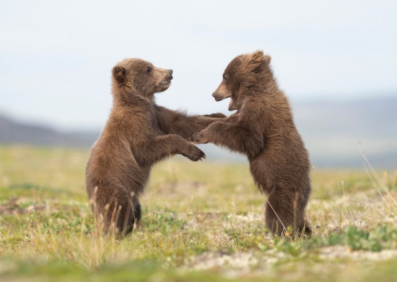 Zaigrani medvjedići uživaju u aljaškom Nacionalnom parku Katmai