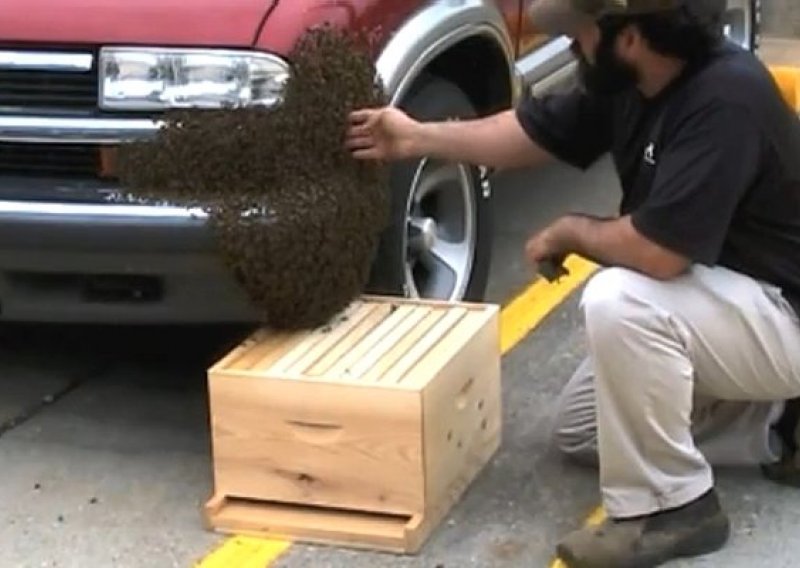 Rukom skupljao roj pčela