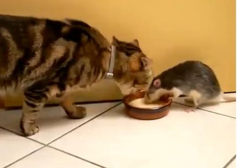 Nevjerojatan štakor ukrao mlijeko mačku