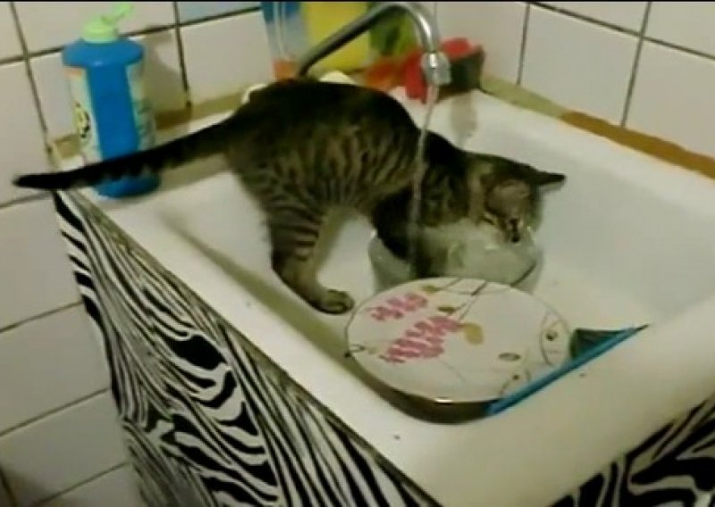 Nevjerojatno, ali istinito - mačka pere suđe!