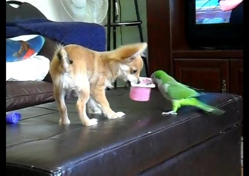 Psić i papiga potukli se oko jogurta