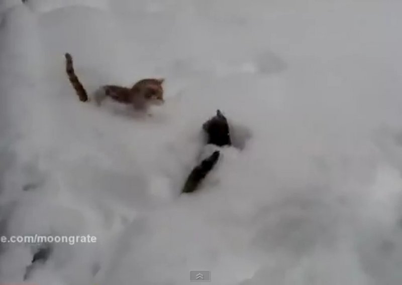 Upoznajte mačke koje obožavaju snijeg