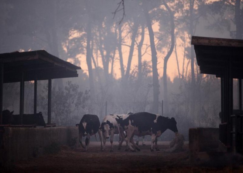 Veliki požar na farmi krava