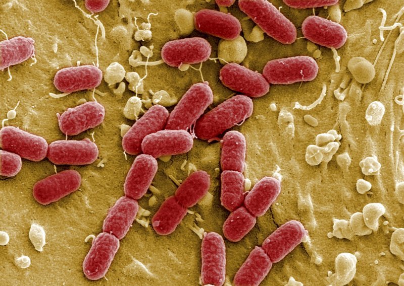 Zašto bakterije nisu ni blizu vrhunca evolucije?