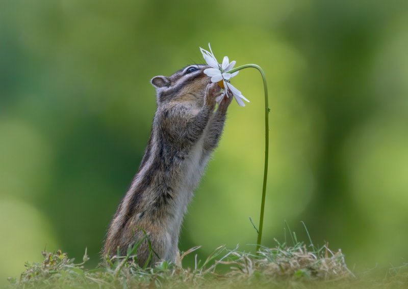 Neodoljiva sibirska vjeverica uživa u proljeću