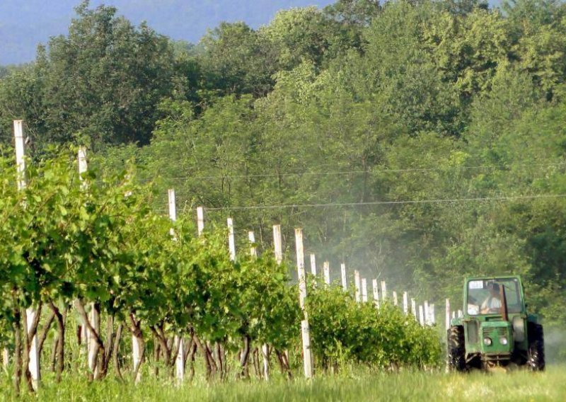 Lopov iz vinograda u Vrbniku odnio 500 kila grožđa