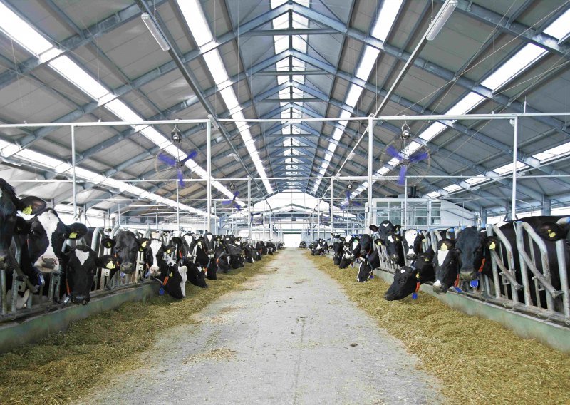 Svježe mlijeko za ABC sir muze 6 robota na najvećoj farmi u ovom dijelu Europe