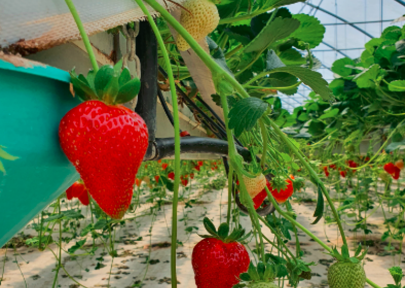Donosimo vam najslađu priču iz Donje Lomnice, mjesta gdje se uzgajaju najbolje jagode