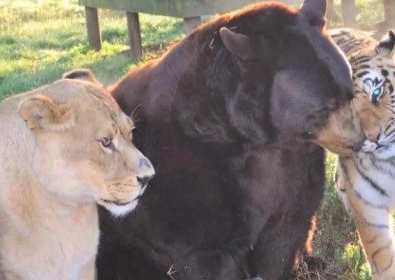 Možete li vjerovati da su lav, tigar i medvjed najbolji frendovi?