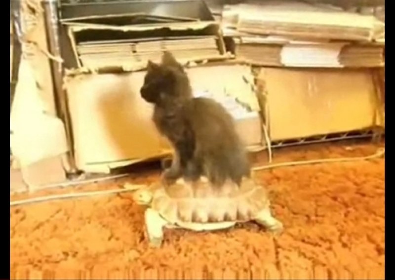 Mačka našla prijevoz - na kornjači
